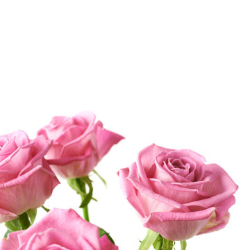 Bouquet of pink roses isolated