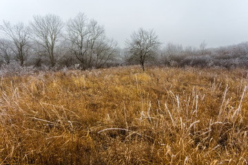 Fototapeta premium misty autumn forest landscape