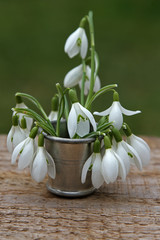 Schneeglöckchen in Vase als Frühlingsgruß