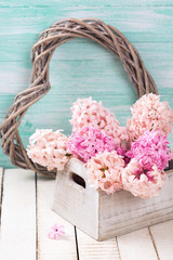 Fototapeta na wymiar Postcard with pink hyacinths in wooden box and decorative hea