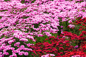 Garden flowers background
