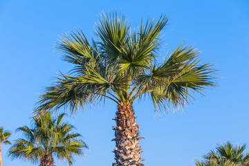 Obraz na płótnie Canvas palm tree on a blue sky background