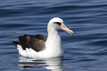 Laysan albatross that sits on the waters of the Pacific Ocean