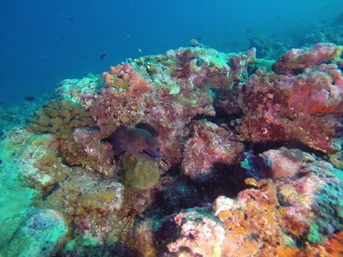Moray hiding in Coral