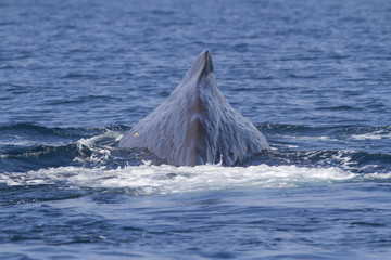 dorsal finl of the sperm whale that dives into the waters
