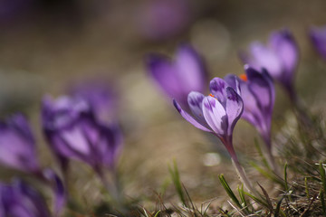 delicate fragile crocuses in early spring