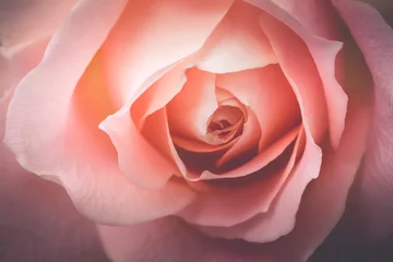 Crédence de cuisine en verre imprimé Roses Closeup of a pink rose