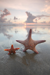 Fototapeta na wymiar Two starfish on summer beach