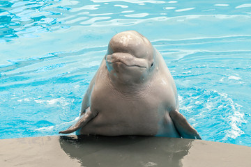 Fototapeta premium White beluga whale