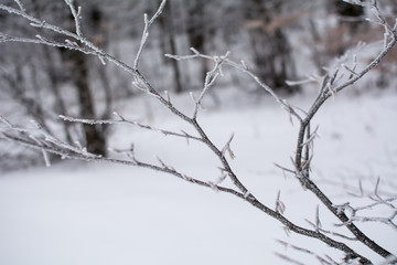 Fototapeta na wymiar Frozen tree on a mountain covered with thick snow