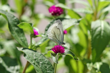 Butterfly Aporia Crataegi white sitting on a pink flower. Butter