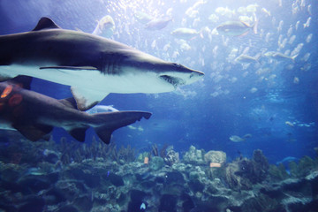 Obraz na płótnie Canvas Shark underwater