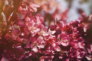 Spring Pink Blossom