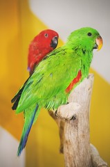 Fototapeta na wymiar Photo of Bright Parrot
