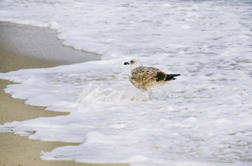 Seagull at Sea