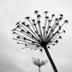 Black and white photograph of the dried flowers