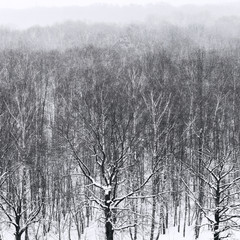 bare trees in snowfall in forest in winter