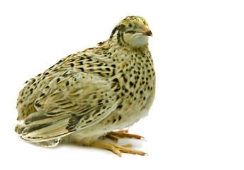 Adult domesticated quail of yellow strain isolated on white background 
