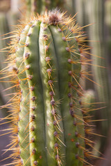 Kaktus auf Lanzarote in Spanien