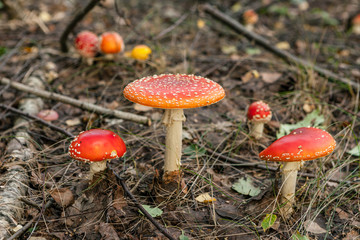 several fungi closeup