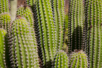 Kaktus auf Lanzarote in Spanien