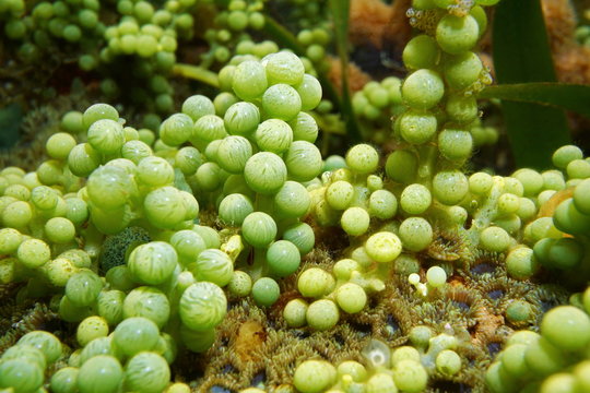 Seaweed sea grapes Caulerpa racemosa Caribbean sea