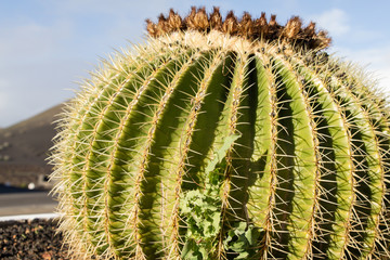 Kaktus auf Lanzarote in Spanien