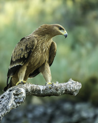 aquila adalberti / spanish imperial eagle