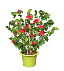 Camelia en pot