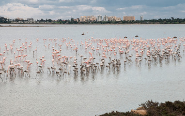 Fototapeta na wymiar Flamingo Birds Larnaca Cyprus