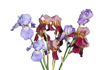 Fleurs d'iris