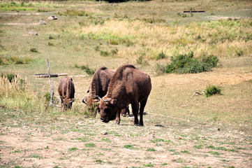Romanian buffaloes
