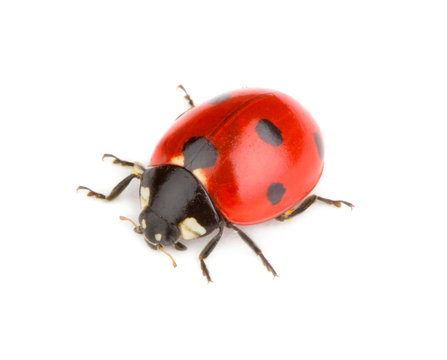 Ladybug isolated on white background
