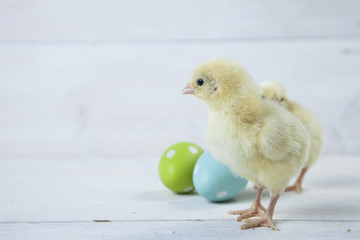 Easter chicken, eggs and decoration on white background