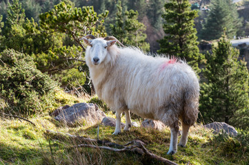 Obraz na płótnie Canvas Thick wool sheep in the wilderness