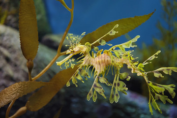 Leafy Sea dragon - 101556000
