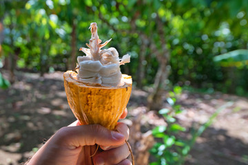 Cocoa fruit inside