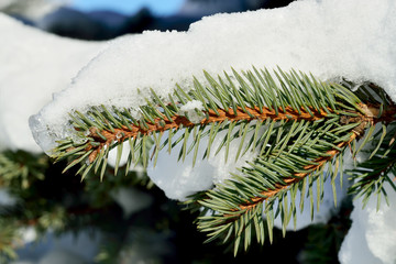 Branch of blue spruce in snow