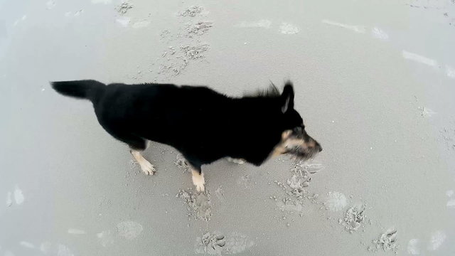 Cinemagraph of a Dog on the Beach