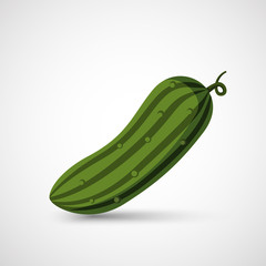 ripe cucumber vector illustration isolated on white 