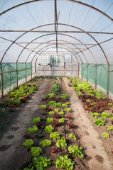 Lettuce in the green house