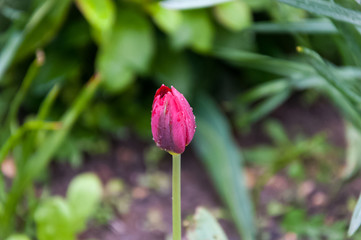 Naklejka na ściany i meble Tulip blossom in the rain