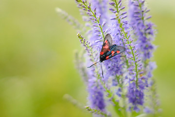 Fototapeta na wymiar Spotted butterfly on a wild flower