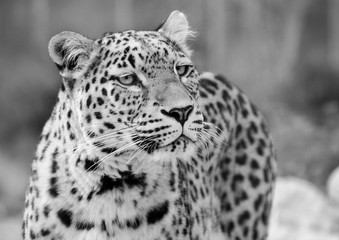 Naklejka premium Leopard Black and White
