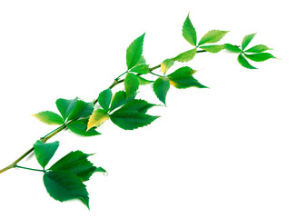 Naklejka na ściany i meble Twig of grapes leaves (Parthenocissus quinquefolia foliage)