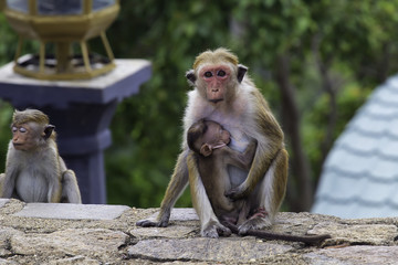 Fototapeta na wymiar Sri-Lankan toque macaque (Macaca sinica)