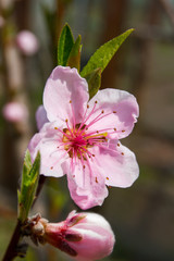 Delicate peach flower bud. Macro.