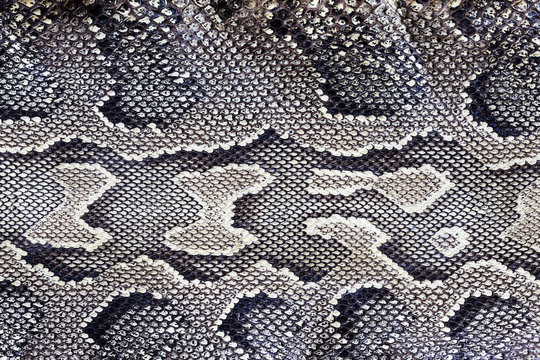 Snake Texture / Skin of a black and White Snake
