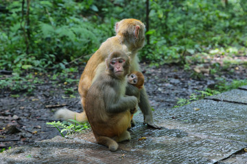 Family of Macaques in Zhangjiajie national park,