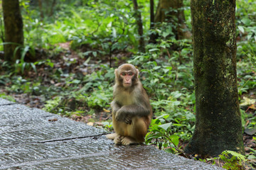Young macaque in Zhangjiajie national park,